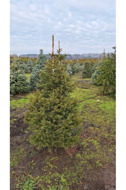 Ялина звичайна / європейська Ексцелса